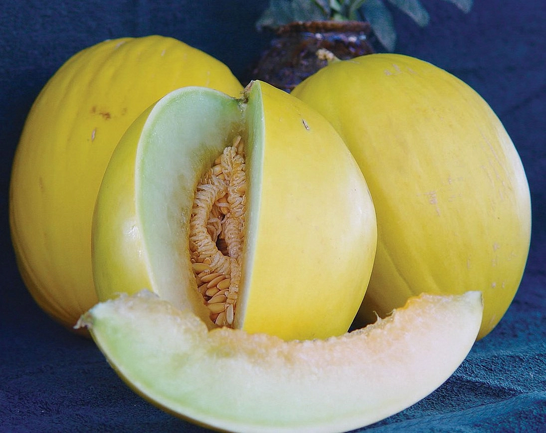 Дыня 'Криничанка'