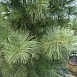 Сосна веймутова 'Фастигиата'