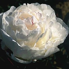 Пион молочноцветковый 'Аваланш' (белый)