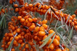 Облепиха 'Ботаническая любительская'