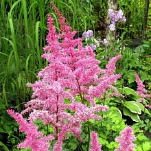 Астильба китайская 'Лав энд Прайд' (розовый)