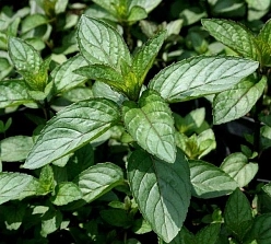 Мята перечная 'Чоколад' Мята перечная 'Чоколад'