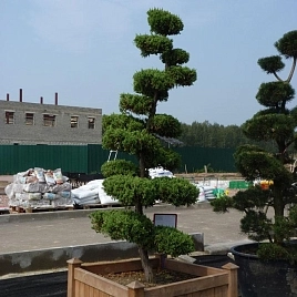 Можжевельник китайский Монарх бонсай