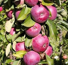 Яблоня колоновидная 'Каскад'