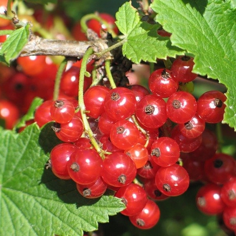 Смородина красная 'Голландская'