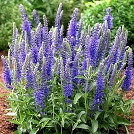 Вероника колосковая 'Беби Блю'