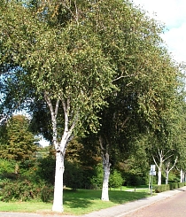 Береза полезная 'Доренбос' (Жакмона)