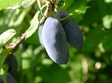 Жимолость съедобная 'Синяя Птица'