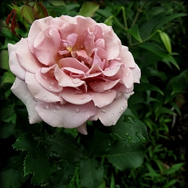 Роза 'Коко Локо' (флорибунда) (розово - кремовая)