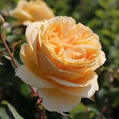 Роза 'Канделайт' (чайно-гибридная) (темно-желтая)