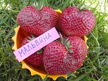 Земляника (клубника) 'Мальвина'