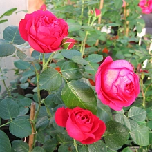 Роза 'Ред Эден Роус' (чайно-гибридная) (розово - красная)