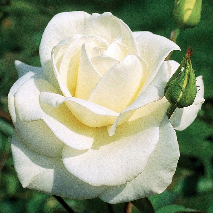 Роза 'Паскали' (чайно-гибридная) (белая)