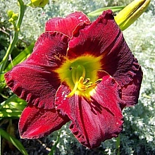 Лилейник гибридный 'Рейн Данс'