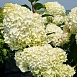 Гортензия метельчатая 'Диамантино'