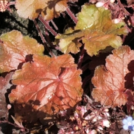 Спарклинг Бургунди