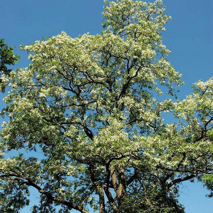 Робиния щетинистоволосистая 'Тортуоза'