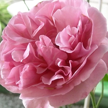 Роза 'Лин Рено' (чайно-гибридная) (розовая)