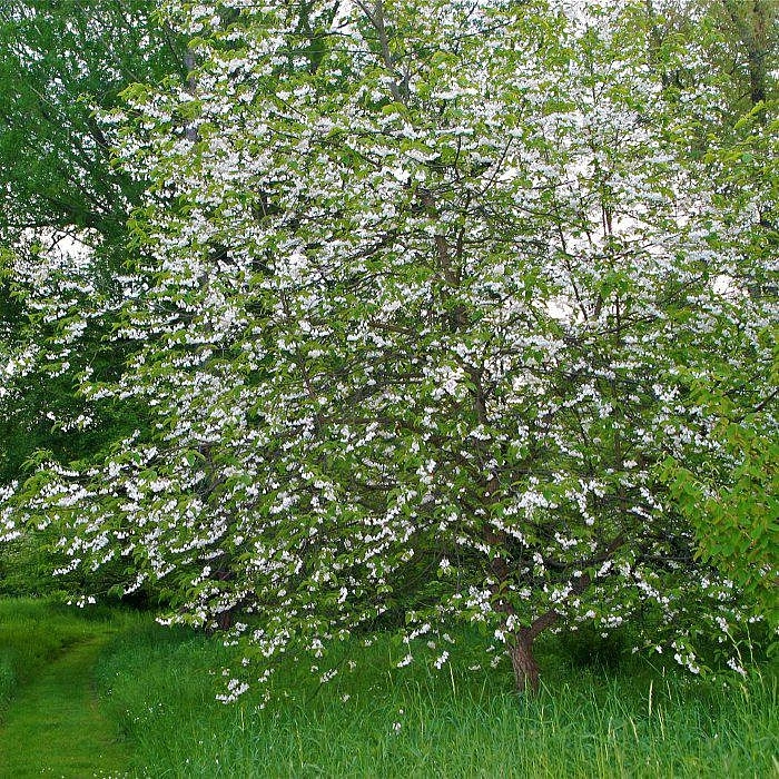 Халезия  каролинская