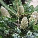 Пихта корейская 'Силберлок'