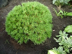 Сосна горная 'Бенжамин' Сосна горная 'Бенжамин'