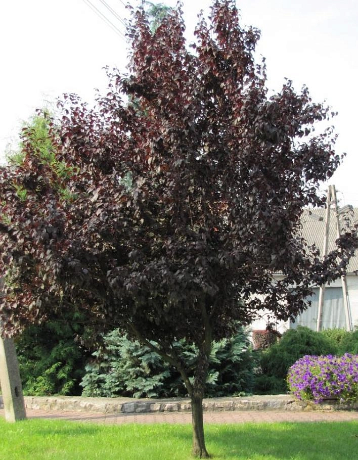 Слива растопыренная (мелкопильчатая) 'Нигра'