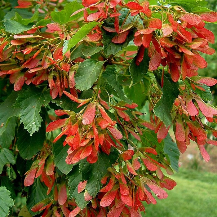 Клён татарский (Acer tataricum)