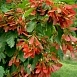Клён татарский (Acer tataricum)