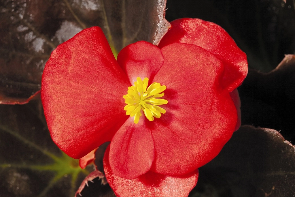 Бегония изящная 'Найтлайф Ред'