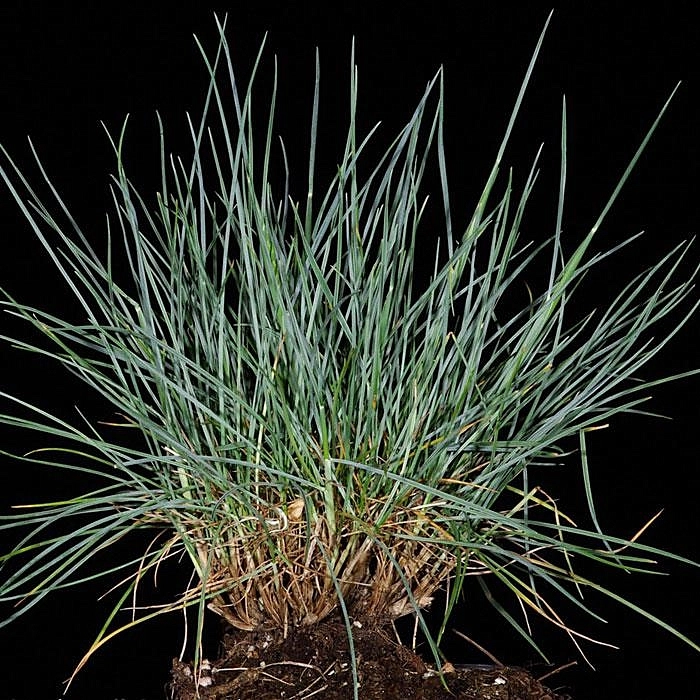 Овсяница сизая Варна