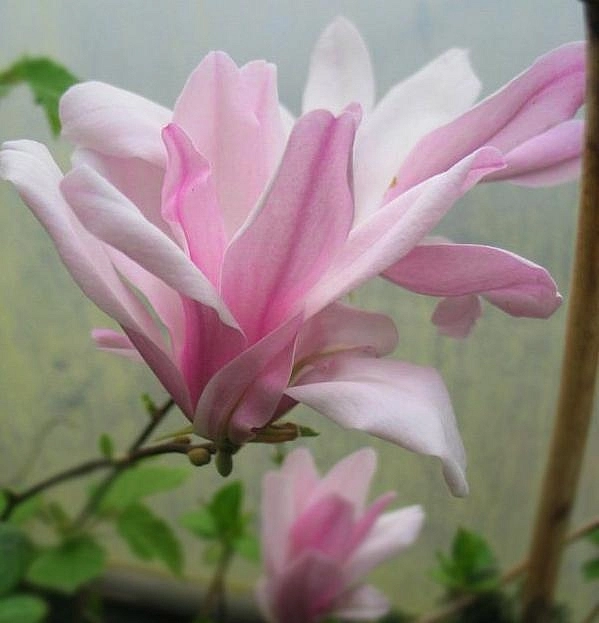 Магнолия 'Джорж Генри Керн'