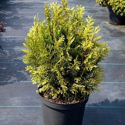 Туя складчатая 'Литл бой'