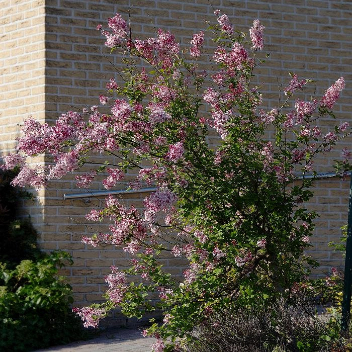 Сирень мелколистная 'Суперба' (розово - белая)