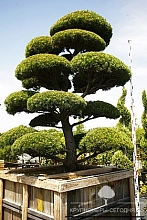 Сосна скрученная бонсай