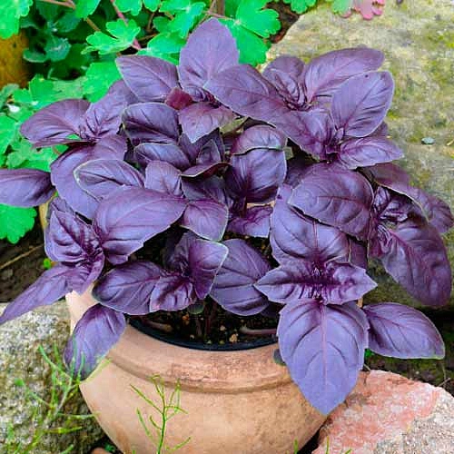 Базилик 'Ред рубин'