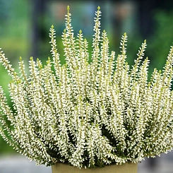 Вереск обыкновенный 'Альбум Эректа' (белый)