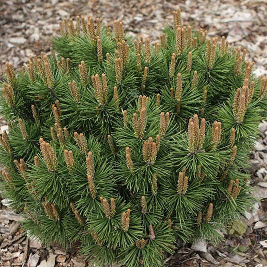 Сосна горная 'Гнездо'