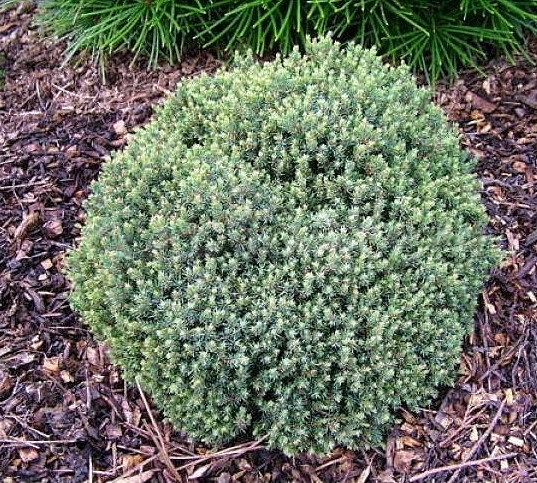 Ель сизая (канадская, белая) 'Блу Планет'