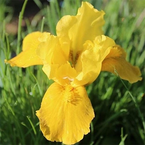 Ирис карликовый (гибридный) 'Глемин Голд'