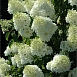 Гортензия метельчатая 'Сильвер  Доллар'