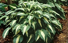 Хоста гибридная (вздутая, волнистая) 'Найт Бифо Кристмас'