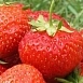 Земляника (клубника) 'Кама'