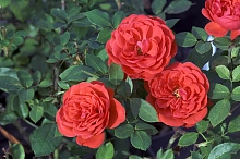 Роза 'Бэби Баккара' (миниатюрная) (ярко-красный)