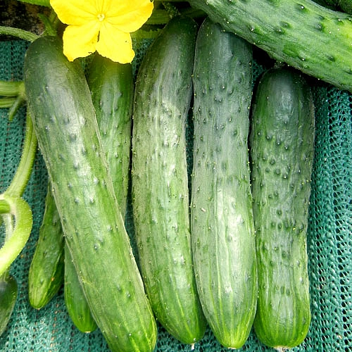 Огурец 'Зозуля'