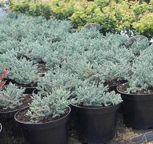 Можжевельник чешуйчатый Тропикал Блю (Tropical Blue)