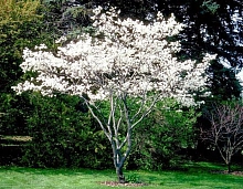 Ирга Ламарка зонт