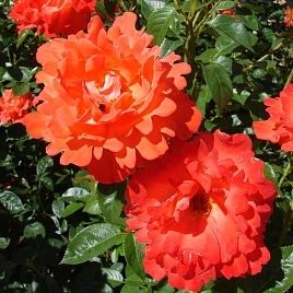 Роза Александр (Alexander)