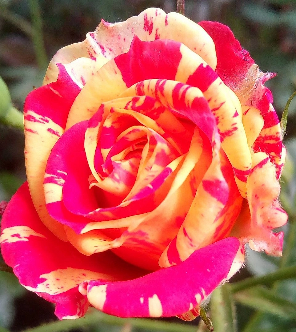 Роза 'Файер Флэш' (спрей) 