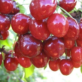 Дюк 'Краса Севера'