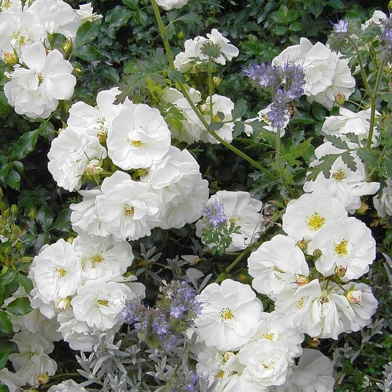 Роза 'Диамант' (шраб, парковая) (белая)